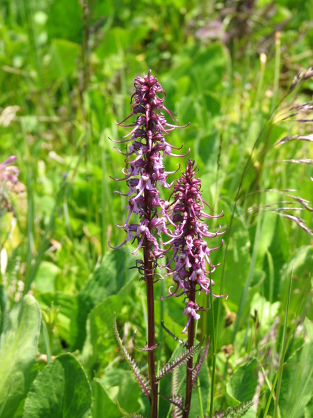 Mount Elbert Wildflowers