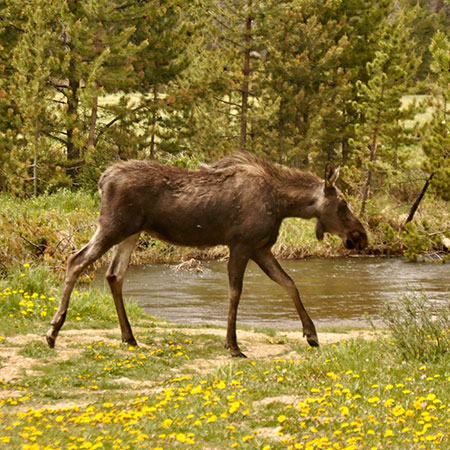 Mt. Elbert Lodge Moose
