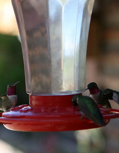 4 Hummer Bird drinking