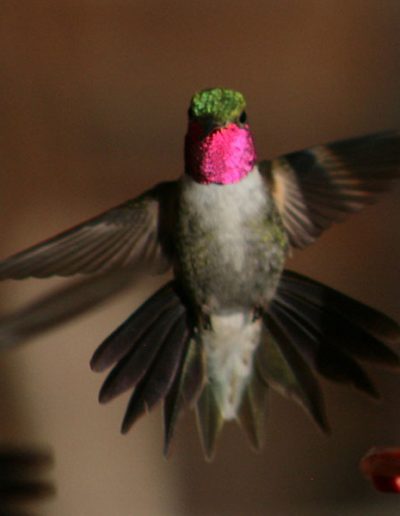 Hummer Bird Flying