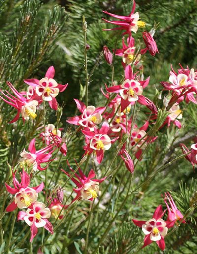 Columbines