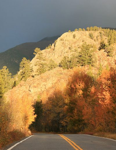 Trees in fall season