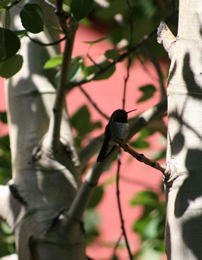 Hummer bird in tree