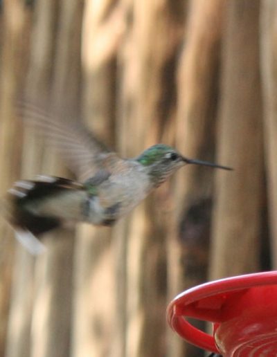 Hummer bird flying