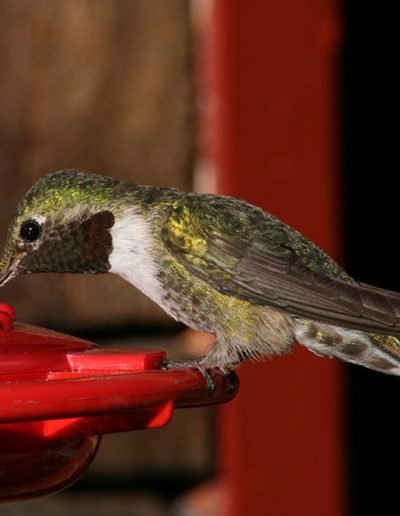 Hummer bird drinking