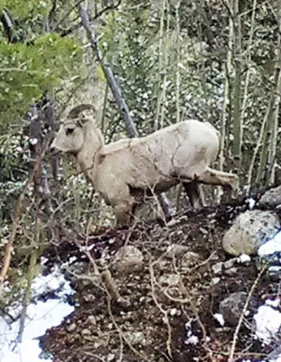 Goat in the forest