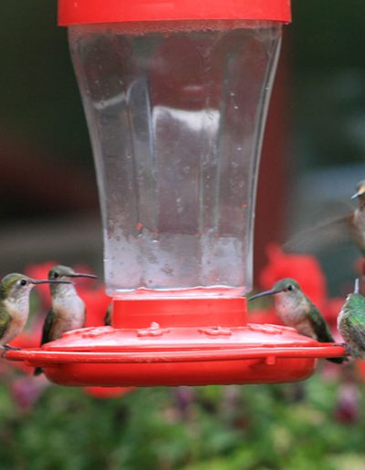 5 Hummer bird